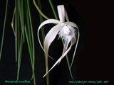 th_B_cucullata_01_1.jpg