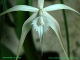 th_B_cucullata_01_4.jpg