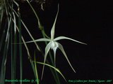 th_B_cucullata_P_02_01.jpg