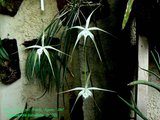 th_B_cucullata_P_02_02.jpg