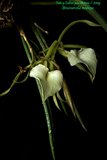 th_brassavola_nodosa_01_12_09.jpg