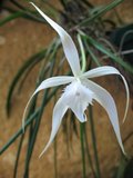 th_BrassavolacucculataESTRELLADEORIENT.jpg
