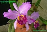 th_C_leudd_cecilia_x_jose_001.jpg
