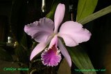 th_C_mossiae_001_01.jpg