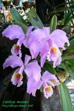 th_C_mossiae_002_01.jpg