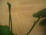 th_CIMG2555.jpg