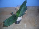 th_CIMG2806.jpg