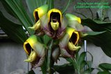 th_Ctsm_macrocarpum_001.jpg