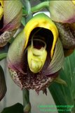 th_Ctsm_macrocarpum_002.jpg