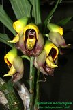 th_Ctsm_macrocarpum_003.jpg