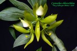 th_Cycnoches_chlorochilon_001.jpg