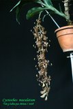 th_Cycnoches_maculatum_08_01.jpg