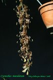 th_Cycnoches_maculatum_08_02.jpg