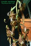 th_Cycnoches_maculatum_08_03.jpg