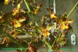 th_cyrtopodium_paniculatum.jpg
