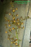th_cyrtopodium_paniculatum_02.jpg