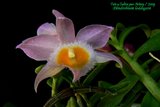 th_dendrobium_loddigesii_01_12_09.jpg