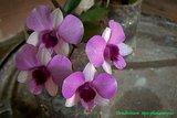 th_dendrobium_phalaenopsis_002_zpsd8a7b3f5.jpg