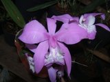 th_DSCF43221.jpg