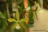 th_Encyclia_02.jpg