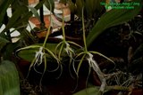th_Epidendrum_ciliare_01_12_09.jpg