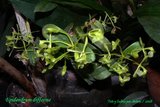 th_Epidendrum_difforme_01.jpg