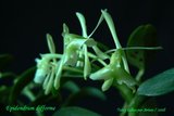 th_Epidendrum_difforme_02.jpg
