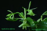 th_Epidendrum_difforme_03.jpg