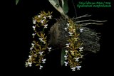 th_epidendrum_stamfordianum_01_12_09.jpg