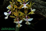 th_epidendrum_stamfordianum_02_12_09.jpg
