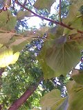 th_FernandoN0431.jpg