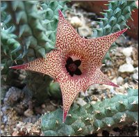 th_Huernia%20echidnopsioides.jpg
