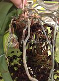 th_IMG_6349_zps7cea5437.jpg