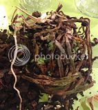 th_IMG_6350_zps7b02182b.jpg