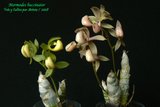 th_mormodes_buccinator_08.jpg