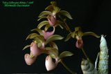 th_mormodes_buccinator_rosado_01.jpg