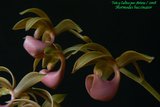 th_mormodes_buccinator_rosado_02.jpg