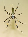 th_Nephilamaculata.jpg