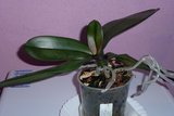 th_orqui03.jpg