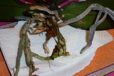 th_orqui04.jpg