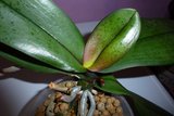 th_orqui08.jpg