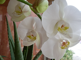 th_orquidea01.png