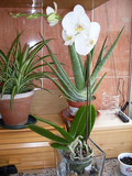 th_orquidea02.png
