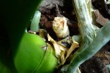 th_orquidea03a2012.jpg
