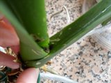 th_orquidea04-1.jpg