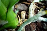 th_orquidea04a2012.jpg