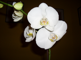 th_orquidea05.png