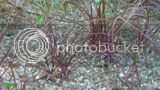 th_P1040293_zps66681d28.jpg