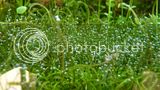 th_P1040362_zpsef7b28c8.jpg