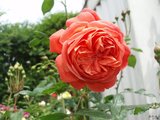 th_P5210024.jpg